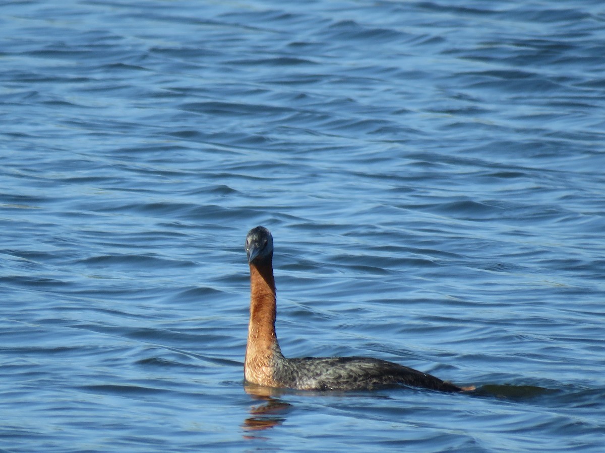 Great Grebe - ML645781131