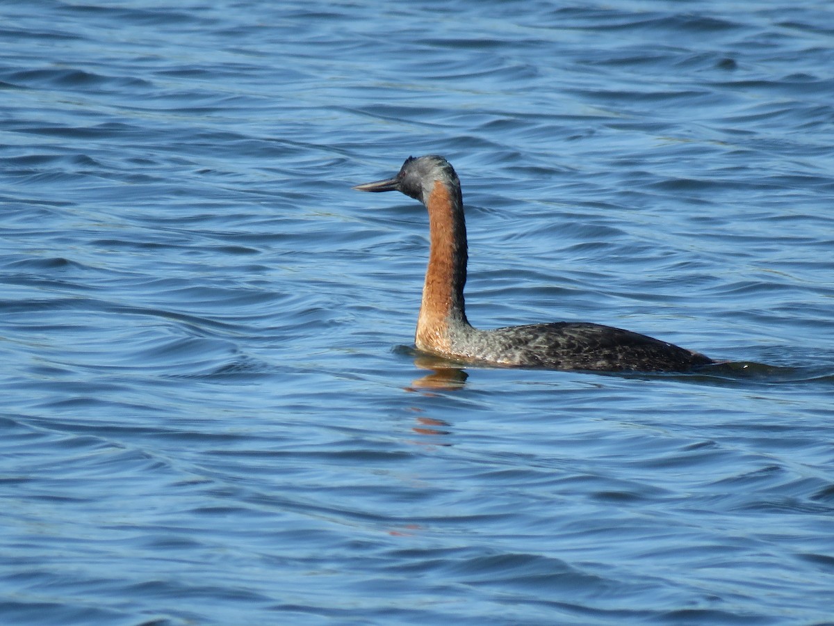 Great Grebe - ML645781132
