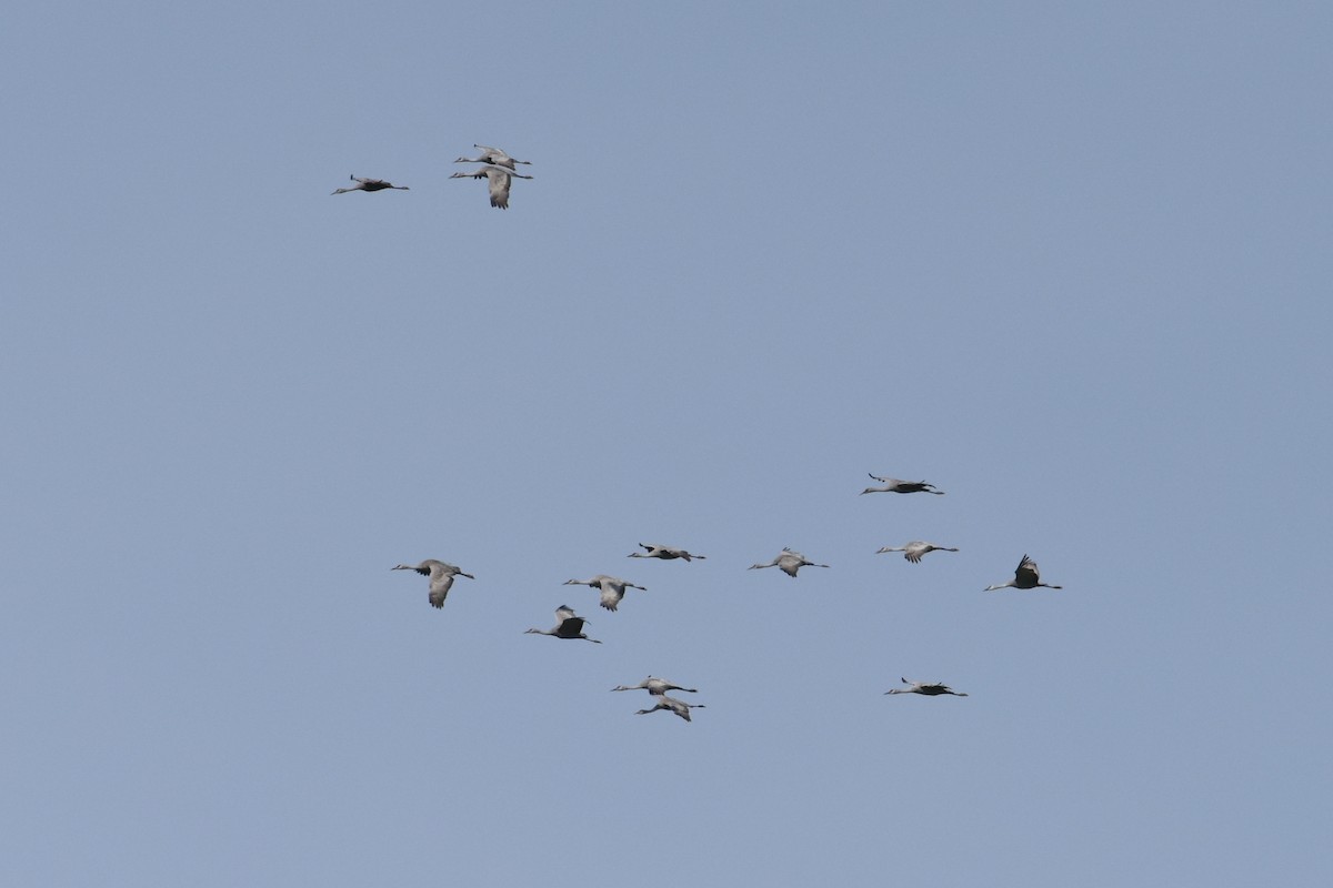 Sandhill Crane - ML645781137