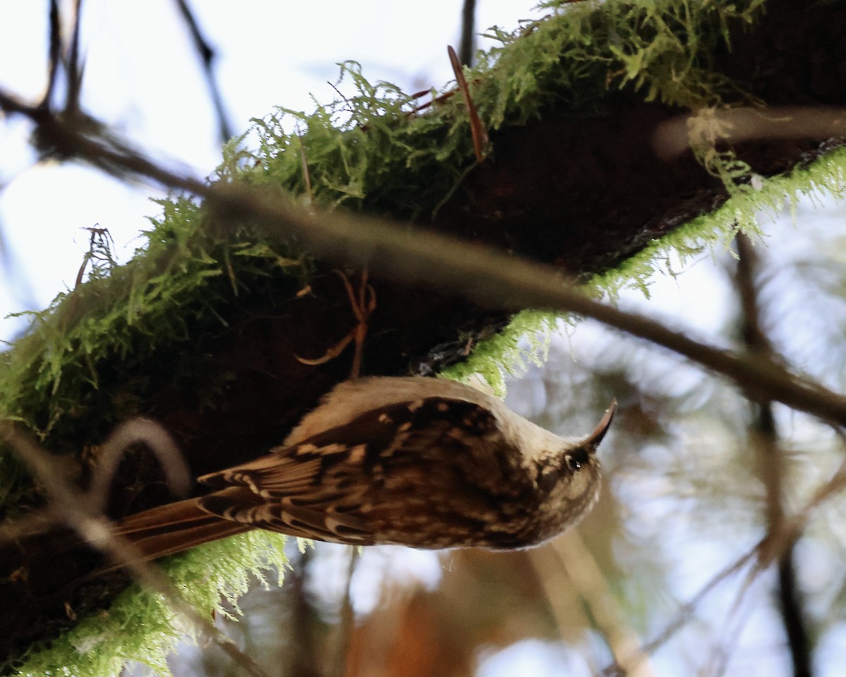 Brown Creeper - ML645781139