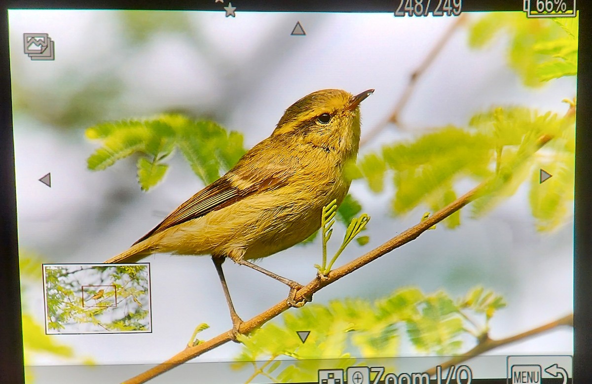 Brooks's Leaf Warbler - ML645781142