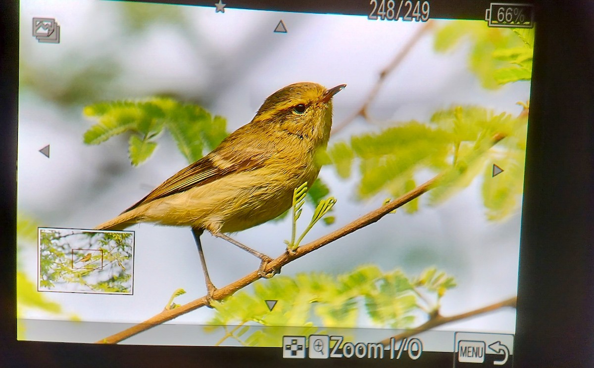 Brooks's Leaf Warbler - ML645781143
