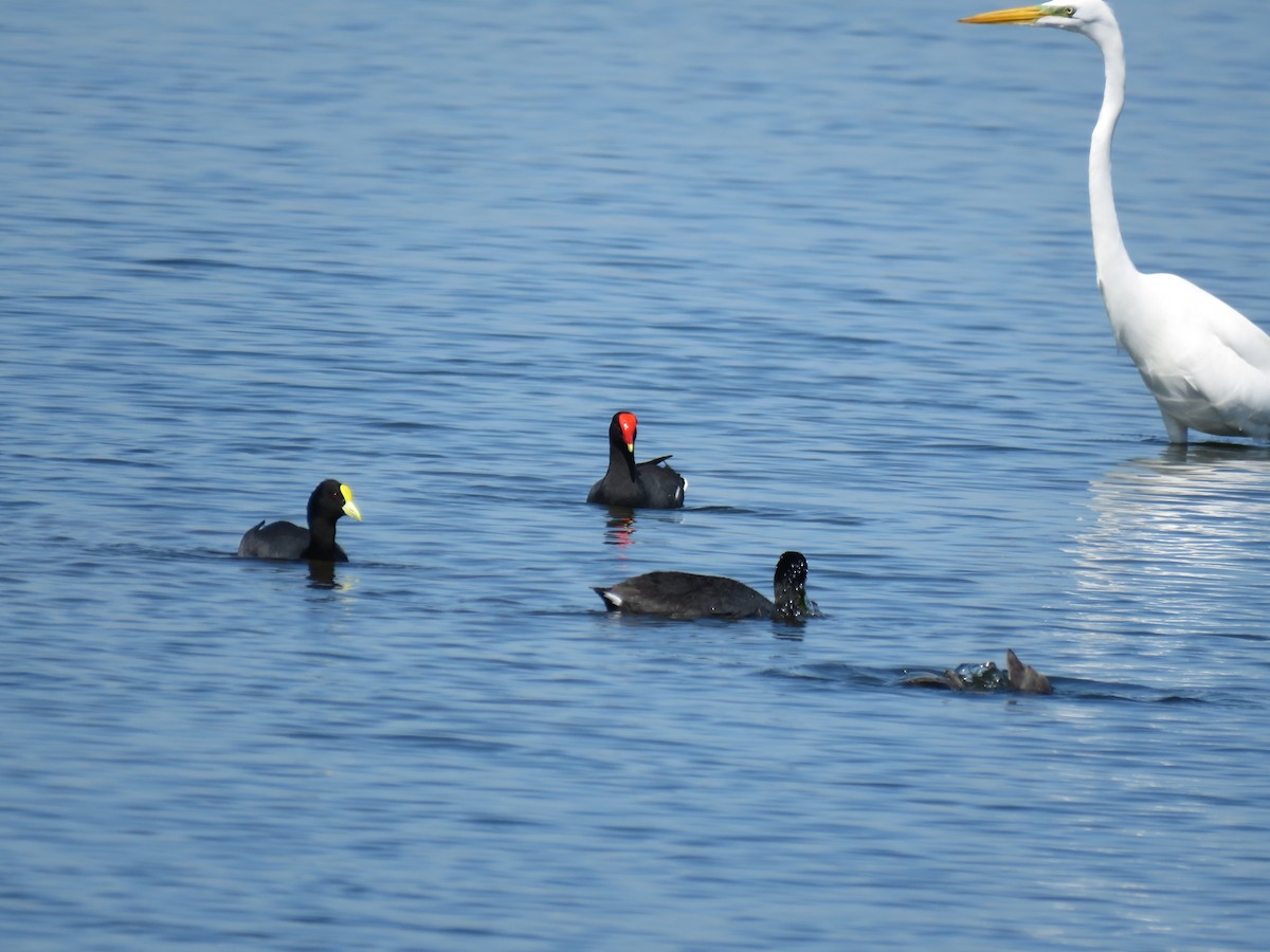 Great Egret - ML645781144