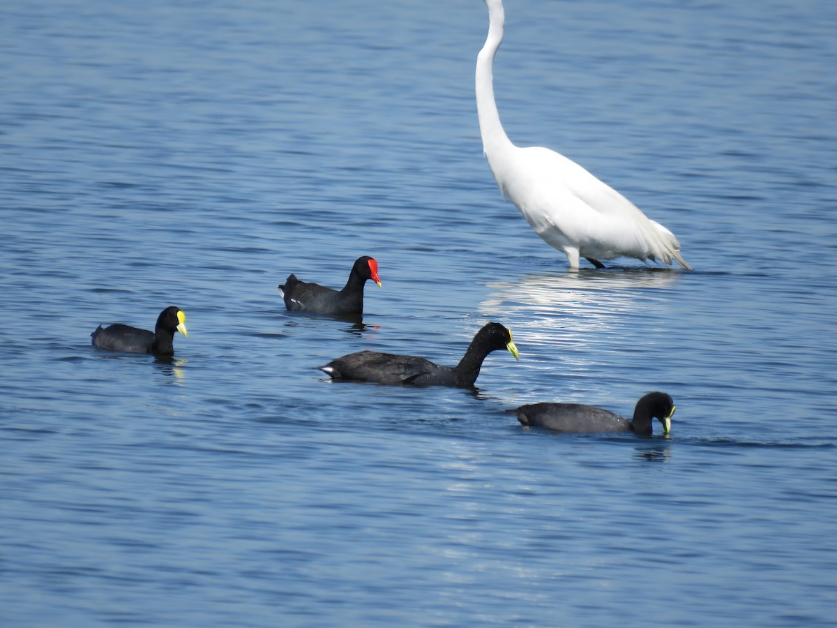 Great Egret - ML645781145