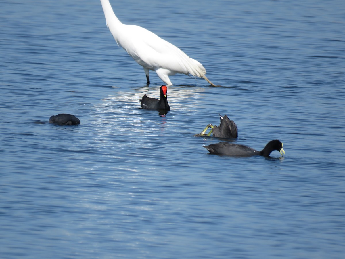 Great Egret - ML645781146
