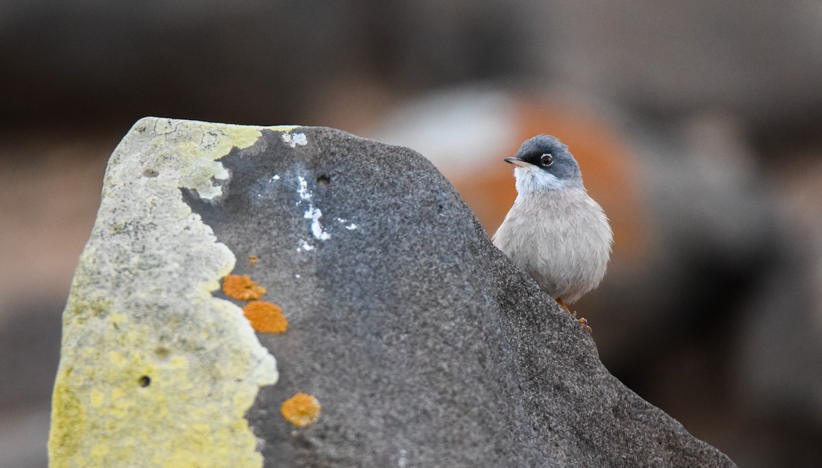 Bozkır Ötleğeni - ML645781151