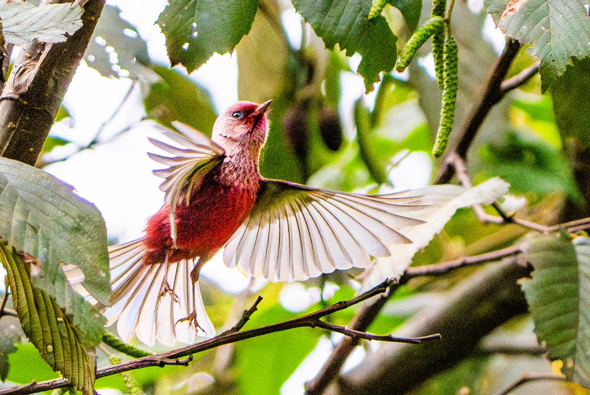 Червоній рожевоголовий - ML645781152
