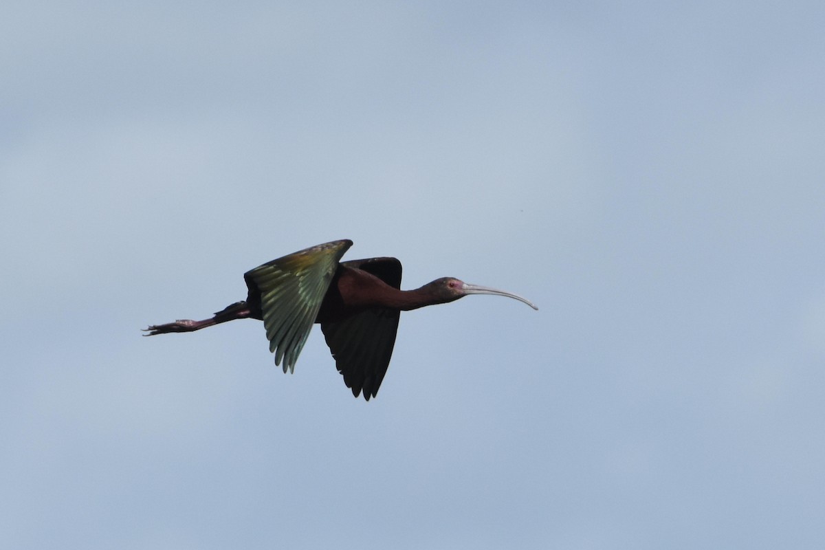 White-faced Ibis - ML645781155