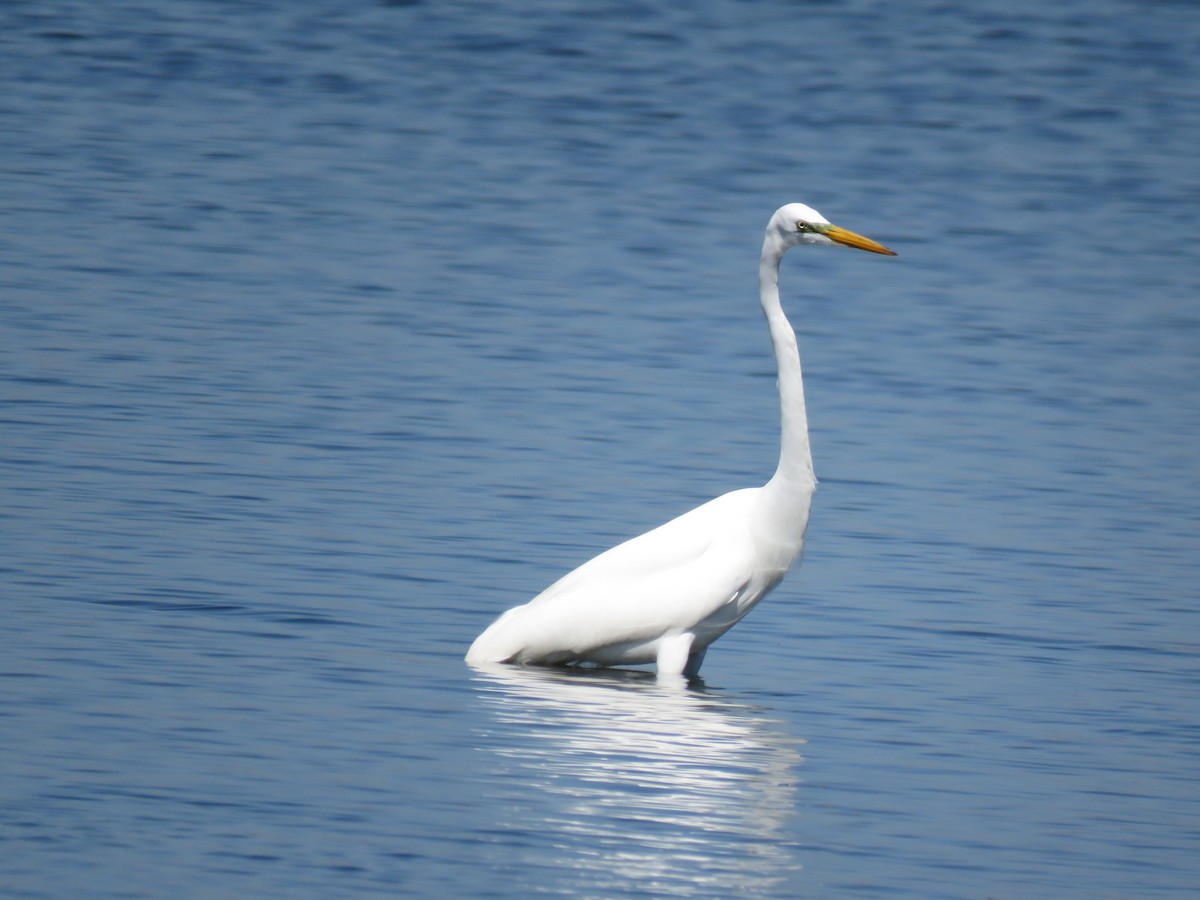 Great Egret - ML645781157
