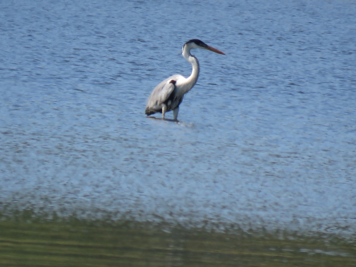 Cocoi Heron - ML645781161