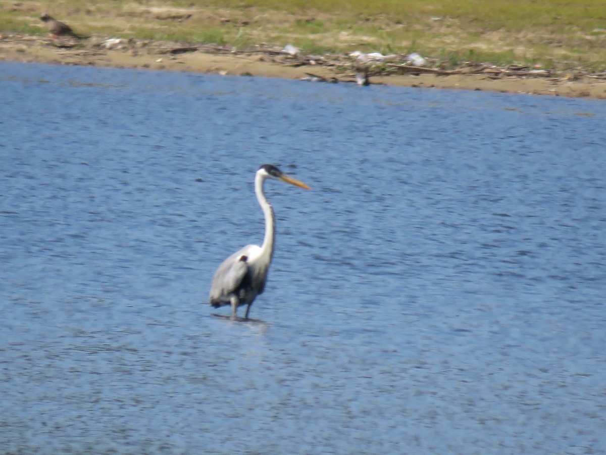 Cocoi Heron - ML645781162