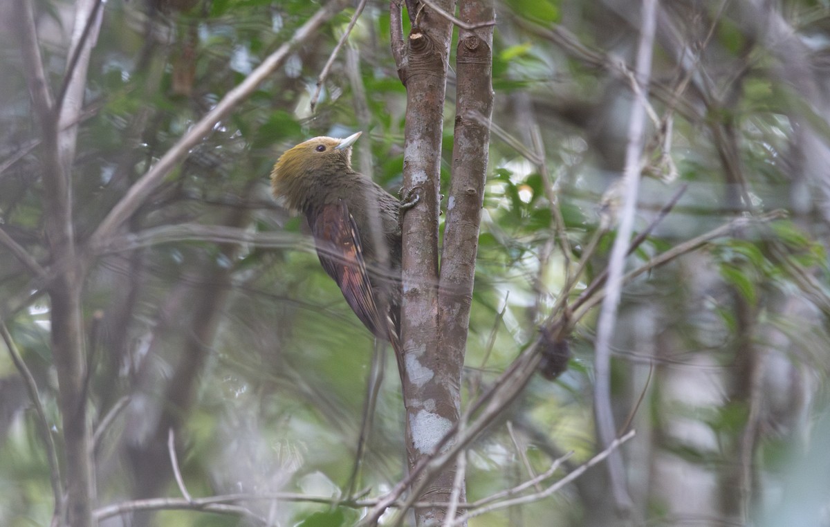 Pale-headed Woodpecker - ML645781165