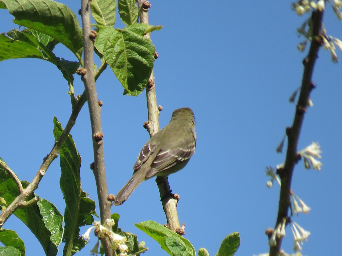 Small-billed Elaenia - ML645781175