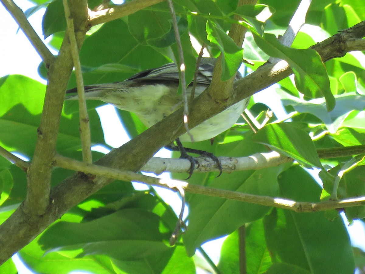 Small-billed Elaenia - ML645781176