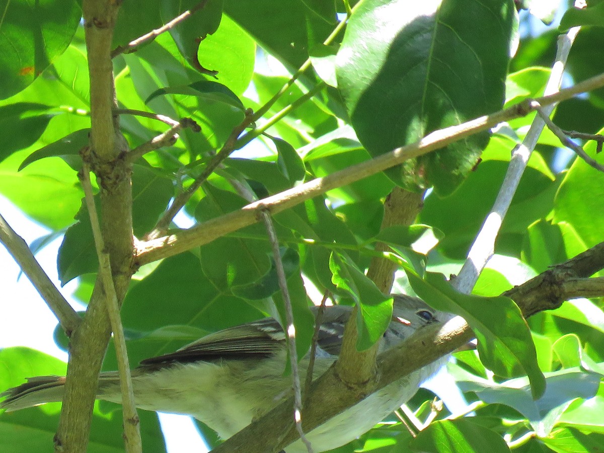 Small-billed Elaenia - ML645781177