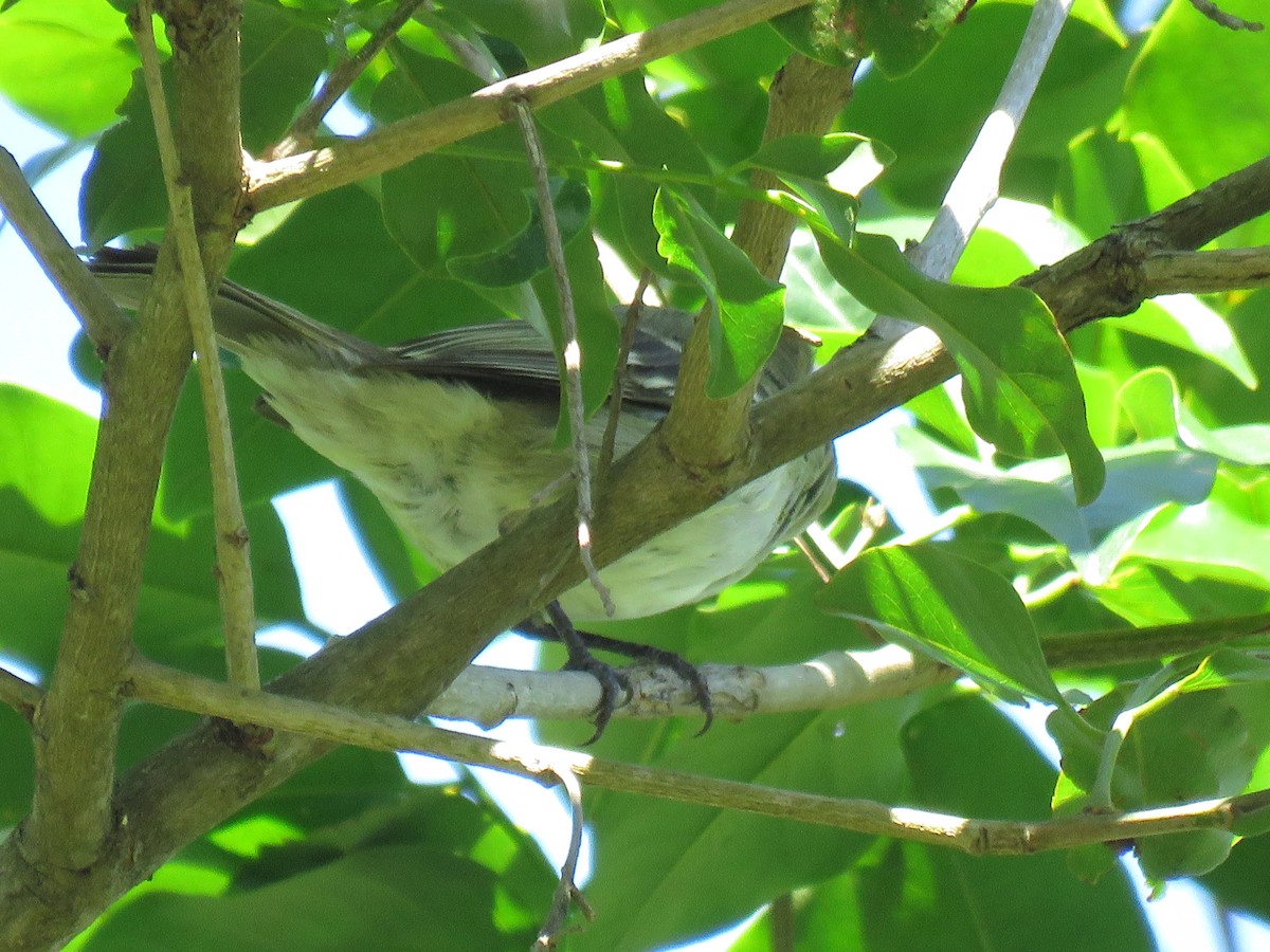 Small-billed Elaenia - ML645781178