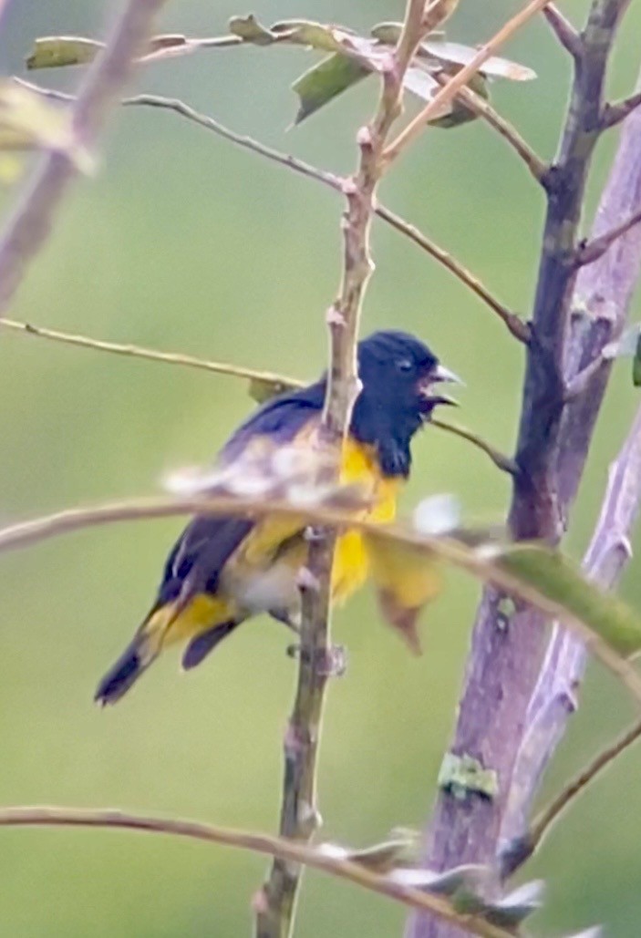 Yellow-bellied Siskin - ML645781212