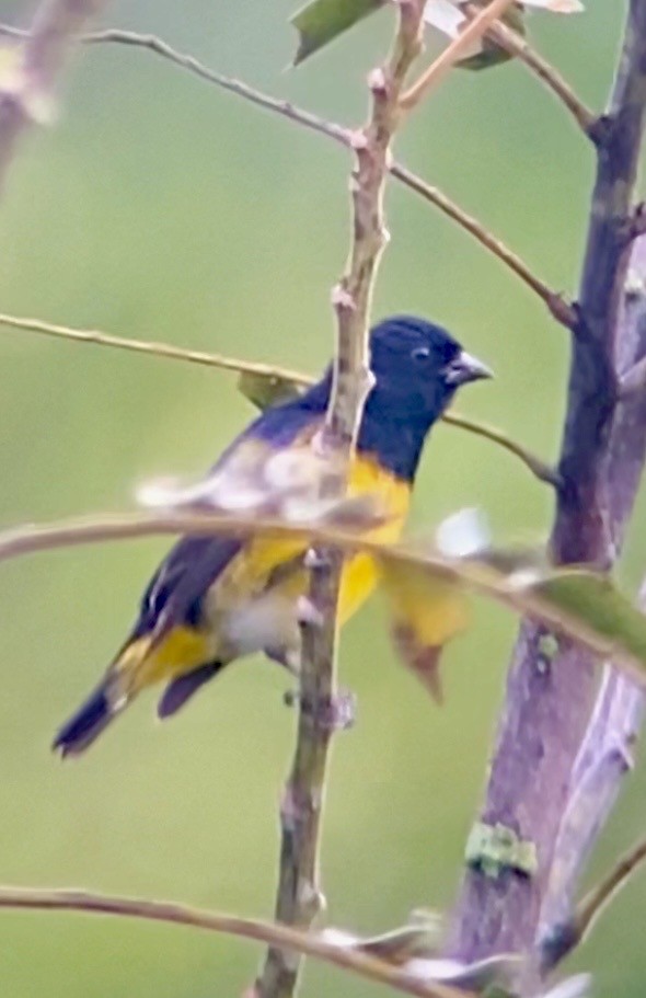 Yellow-bellied Siskin - ML645781213