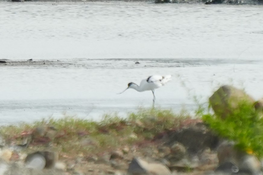 Pied Avocet - ML645781253
