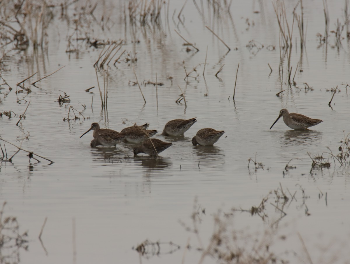 Long-billed Dowitcher - ML645781254