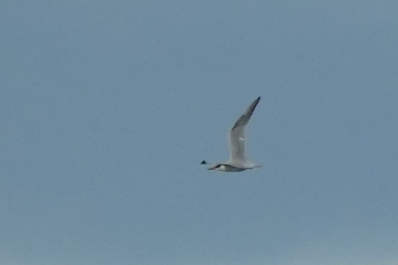Caspian Tern - ML645781257