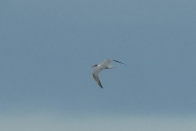 Caspian Tern - ML645781258