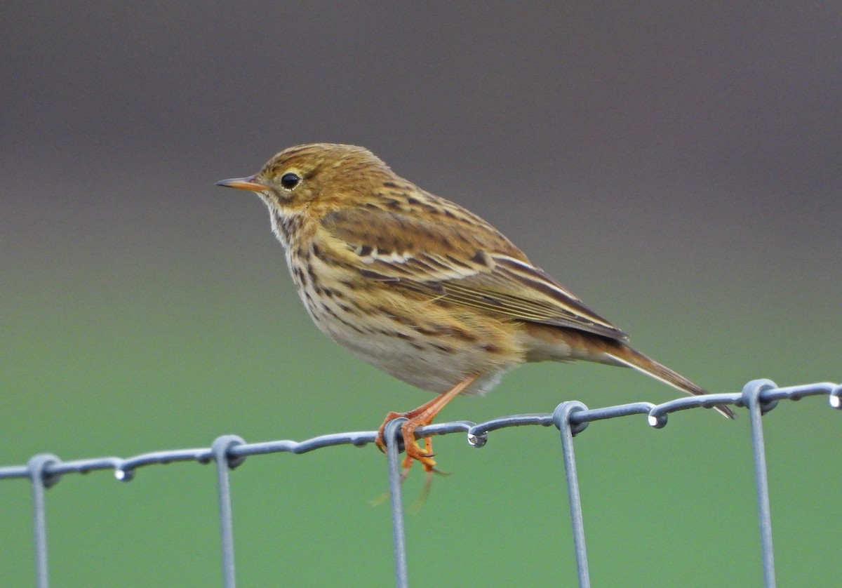 Meadow Pipit - ML645781260