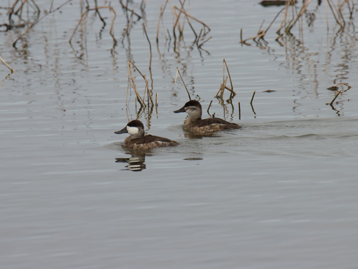 Ruddy Duck - ML645781264