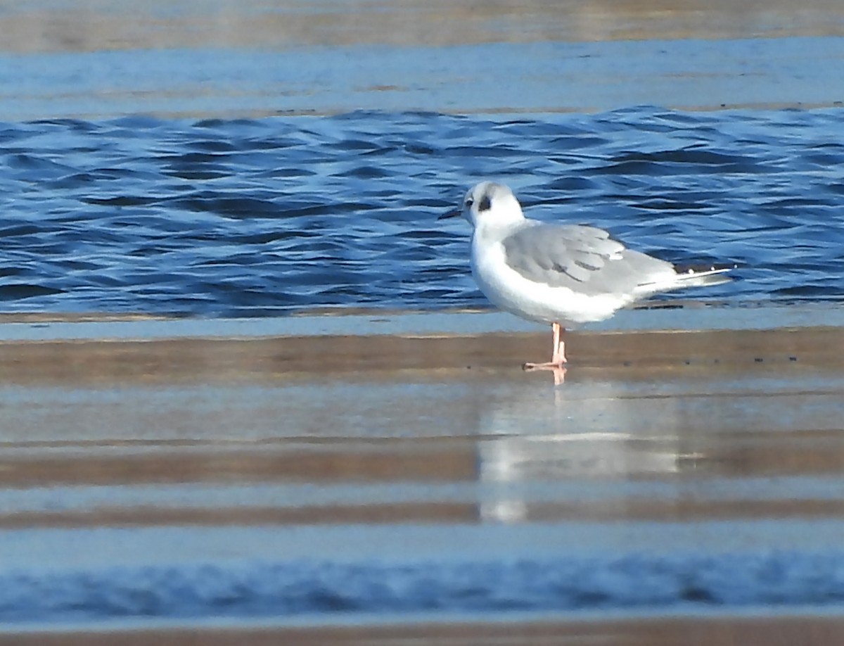 racek Bonapartův - ML645781267