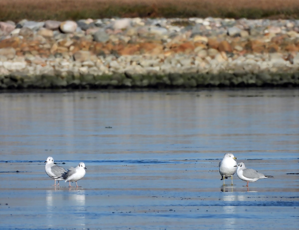 racek Bonapartův - ML645781268