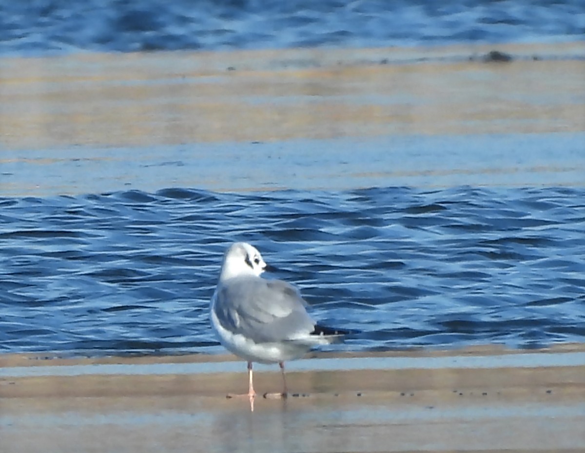 racek Bonapartův - ML645781269