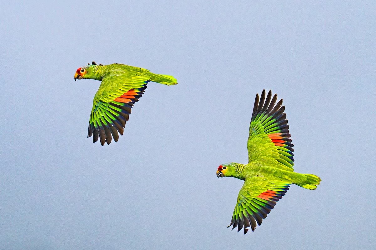 Red-lored Amazon - ML645781289