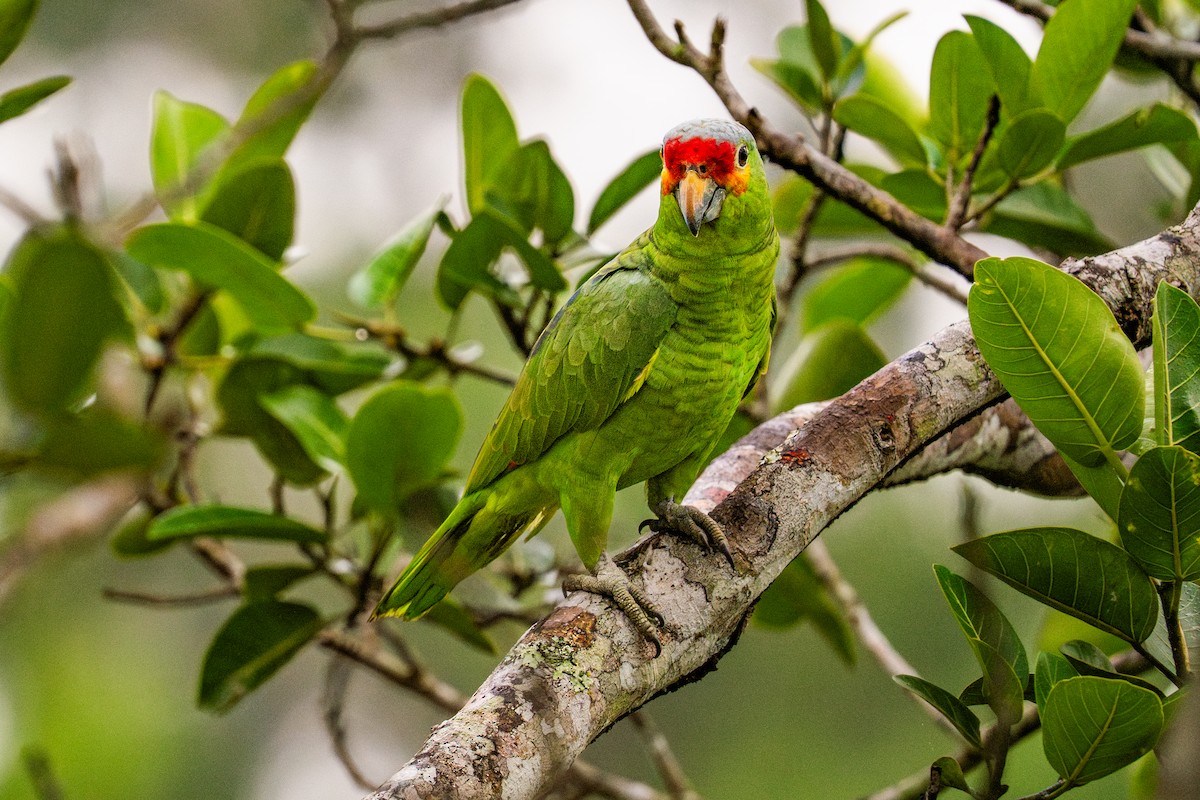Red-lored Amazon - ML645781290
