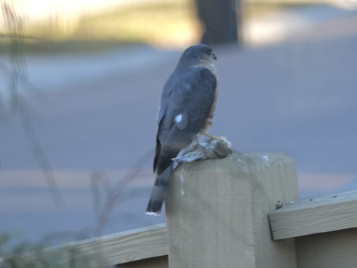 Sharp-shinned Hawk - ML645781295