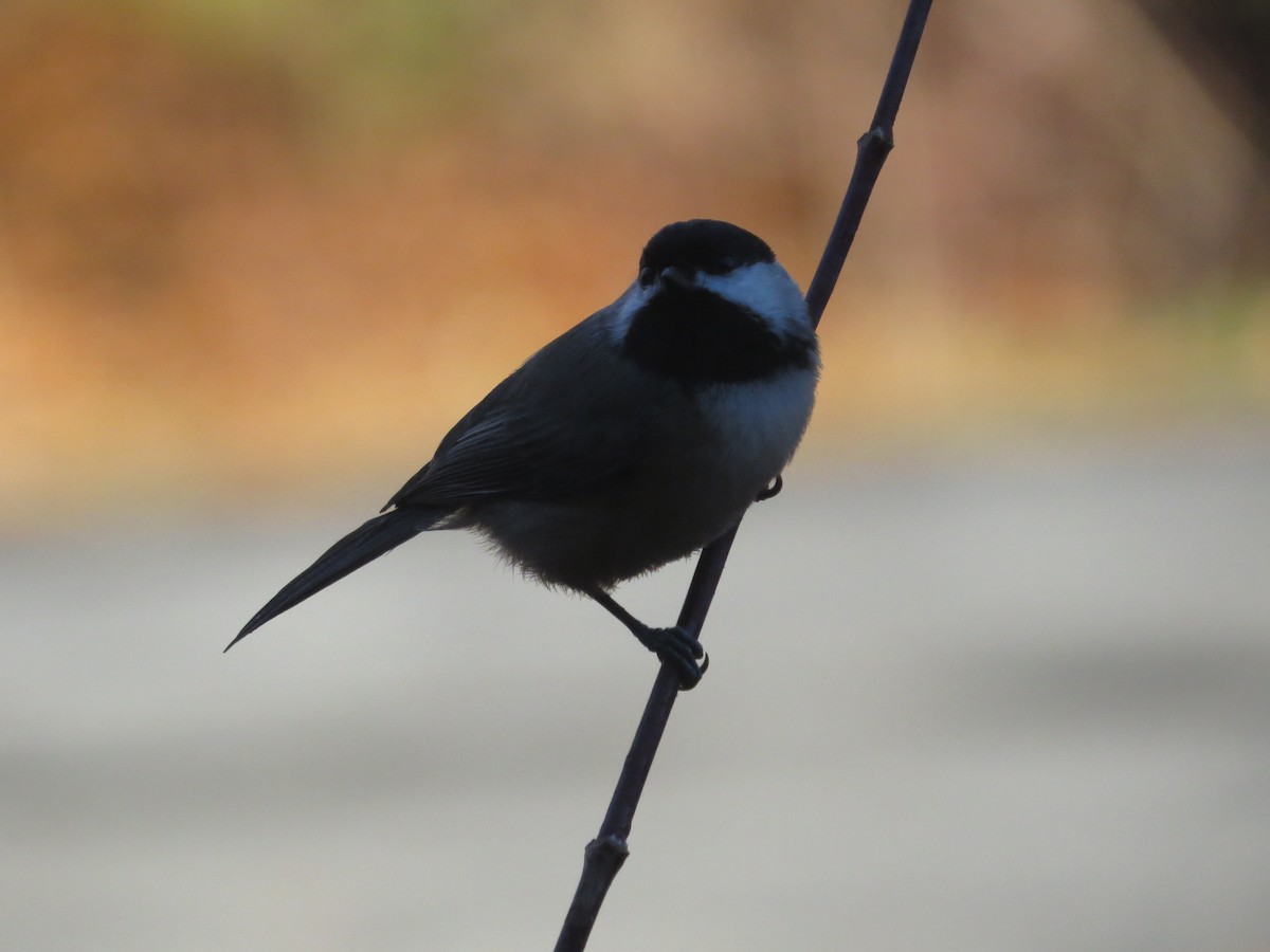 Carolina Chickadee - ML645781307