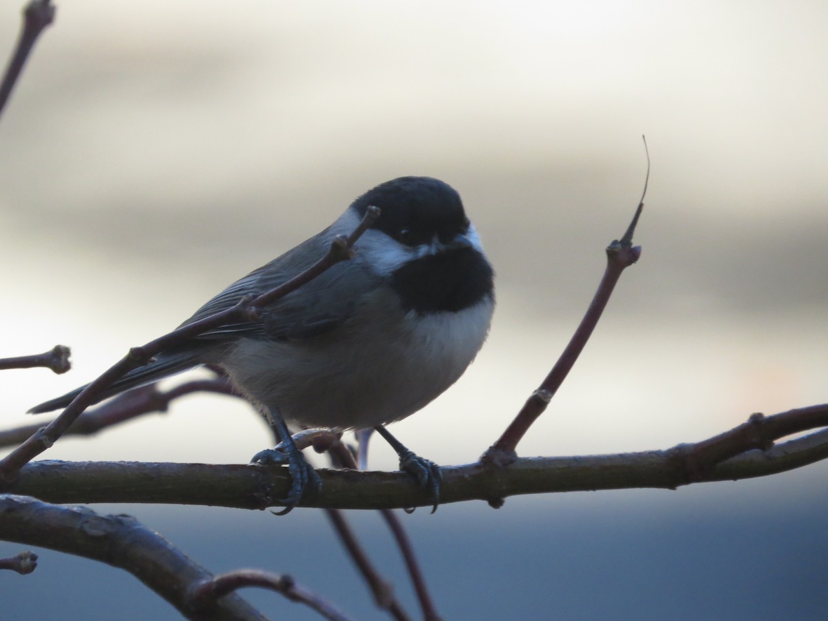 Carolina Chickadee - ML645781308
