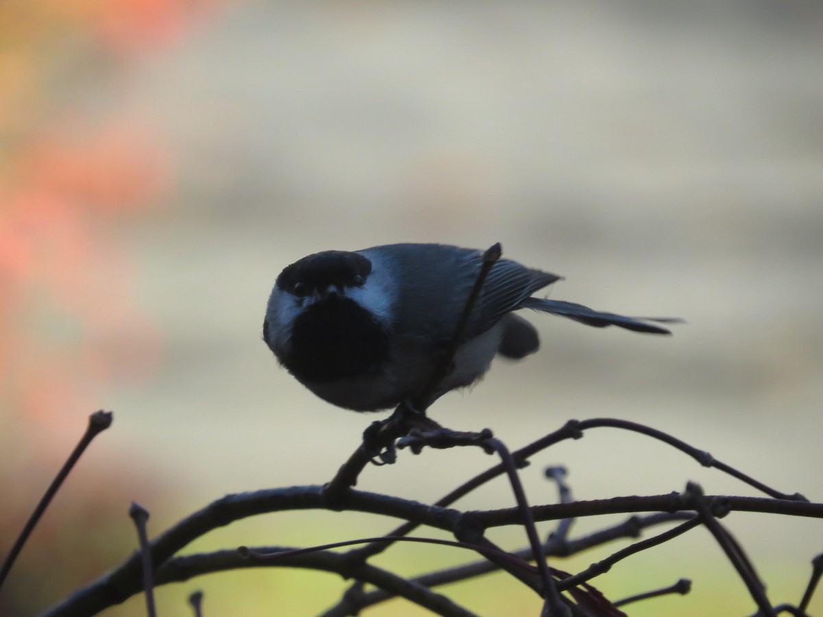 Carolina Chickadee - ML645781310
