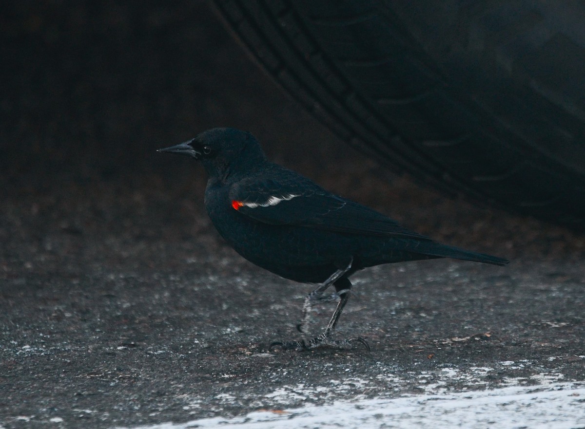 Tricolored Blackbird - ML645781339