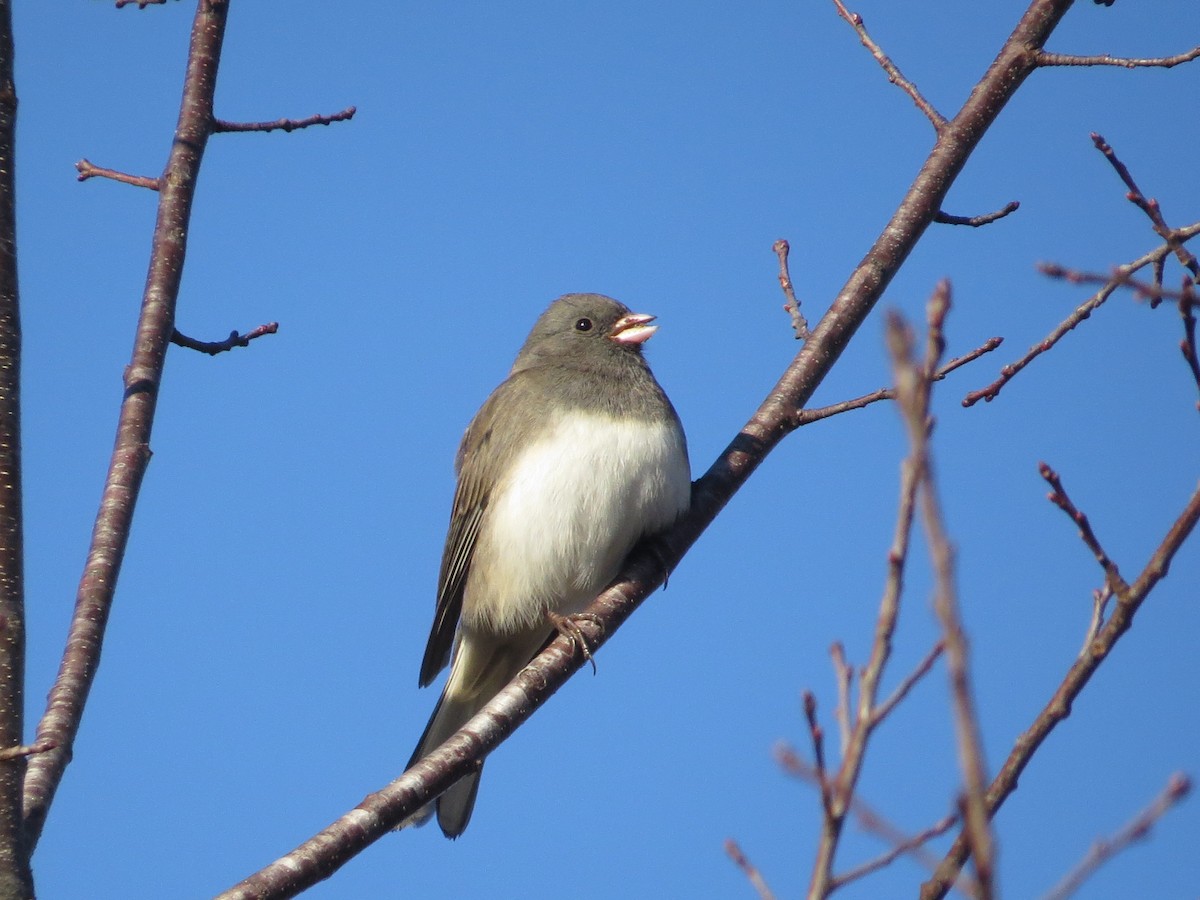 Dark-eyed Junco (Slate-colored) - ML645781341