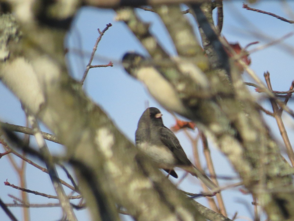 Dark-eyed Junco (Slate-colored) - ML645781342