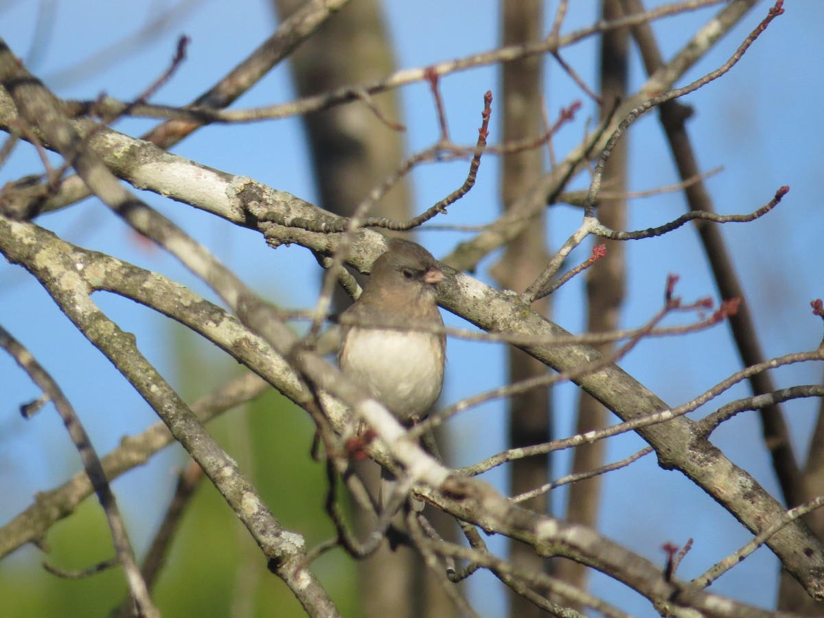 Dark-eyed Junco (Slate-colored) - ML645781343