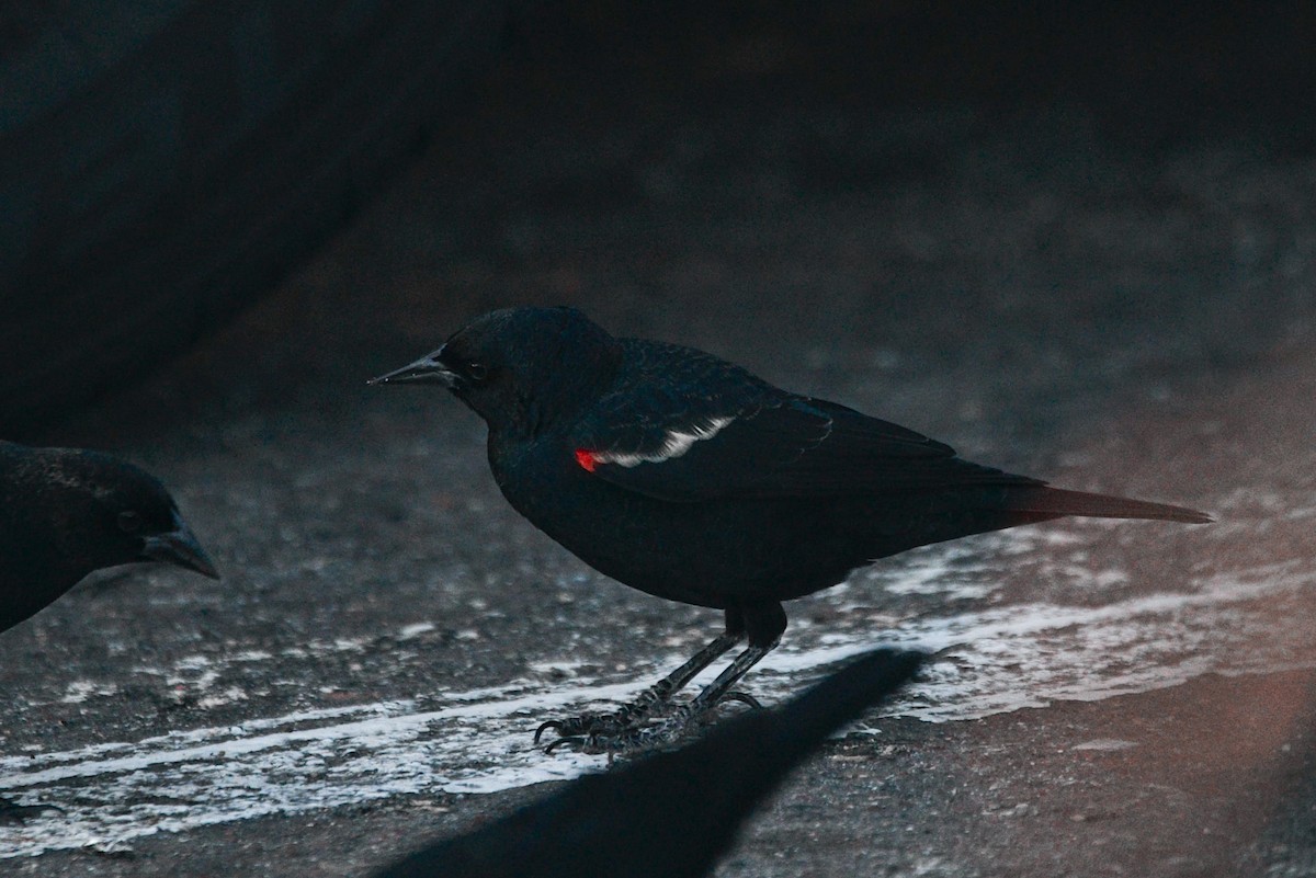 Tricolored Blackbird - ML645781354