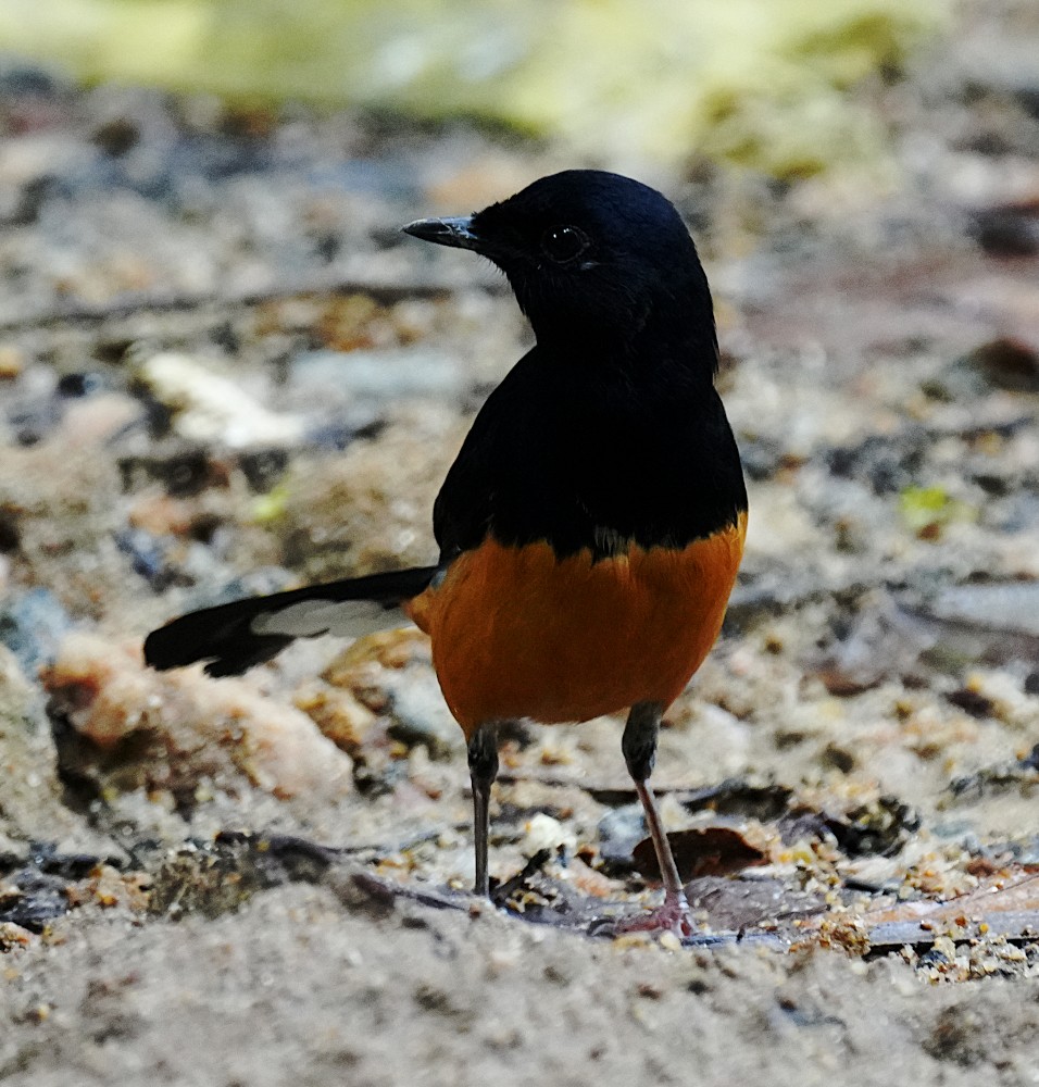 Sri Lanka Shama - ML645781355