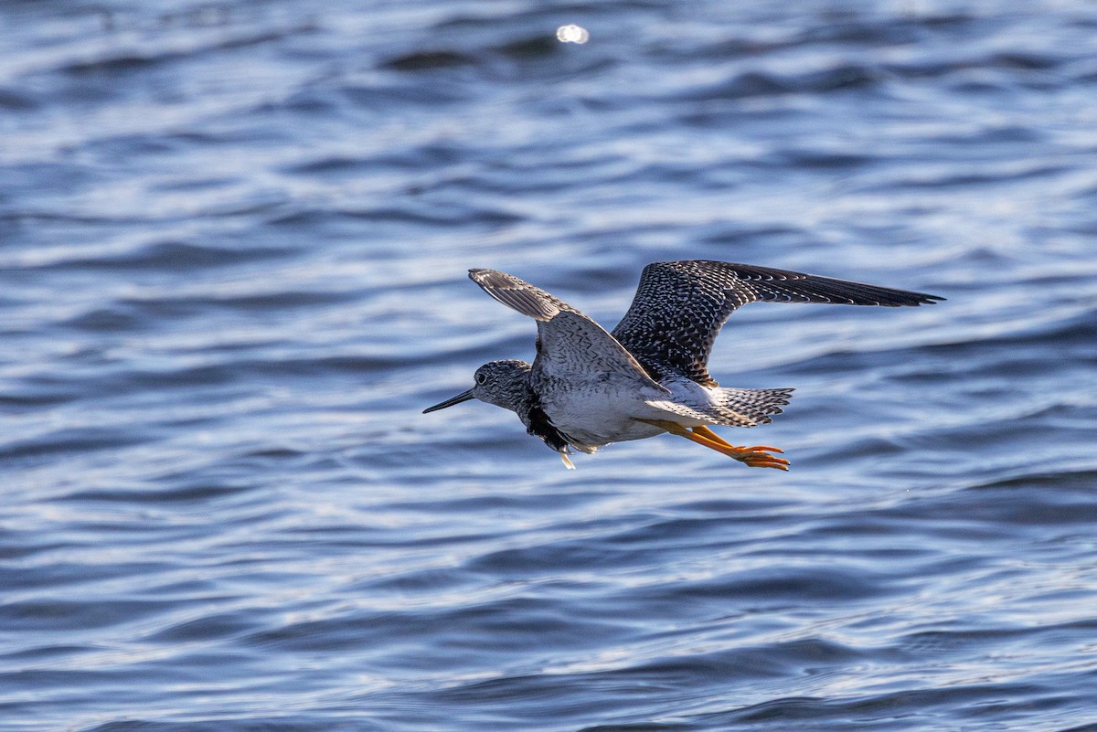 Greater Yellowlegs - ML645781357
