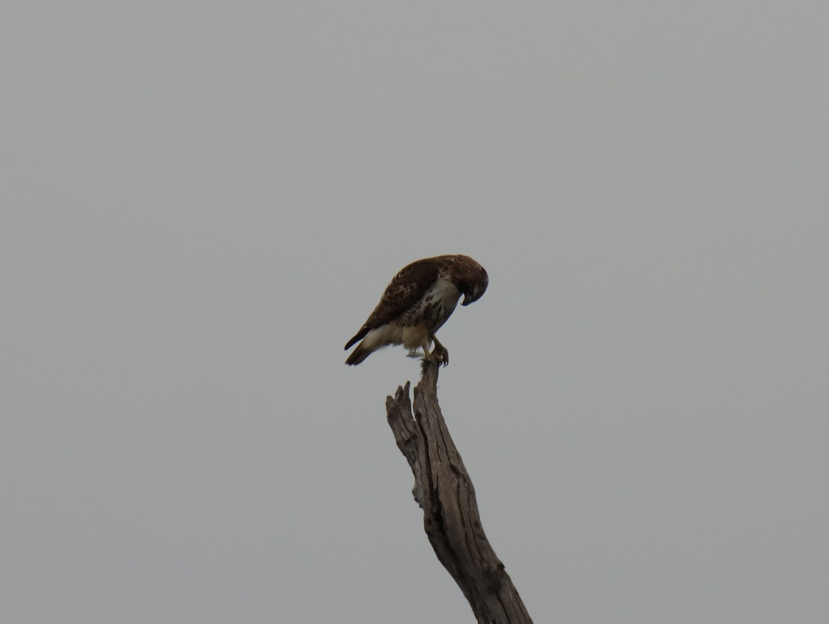 Red-tailed Hawk - ML645781358