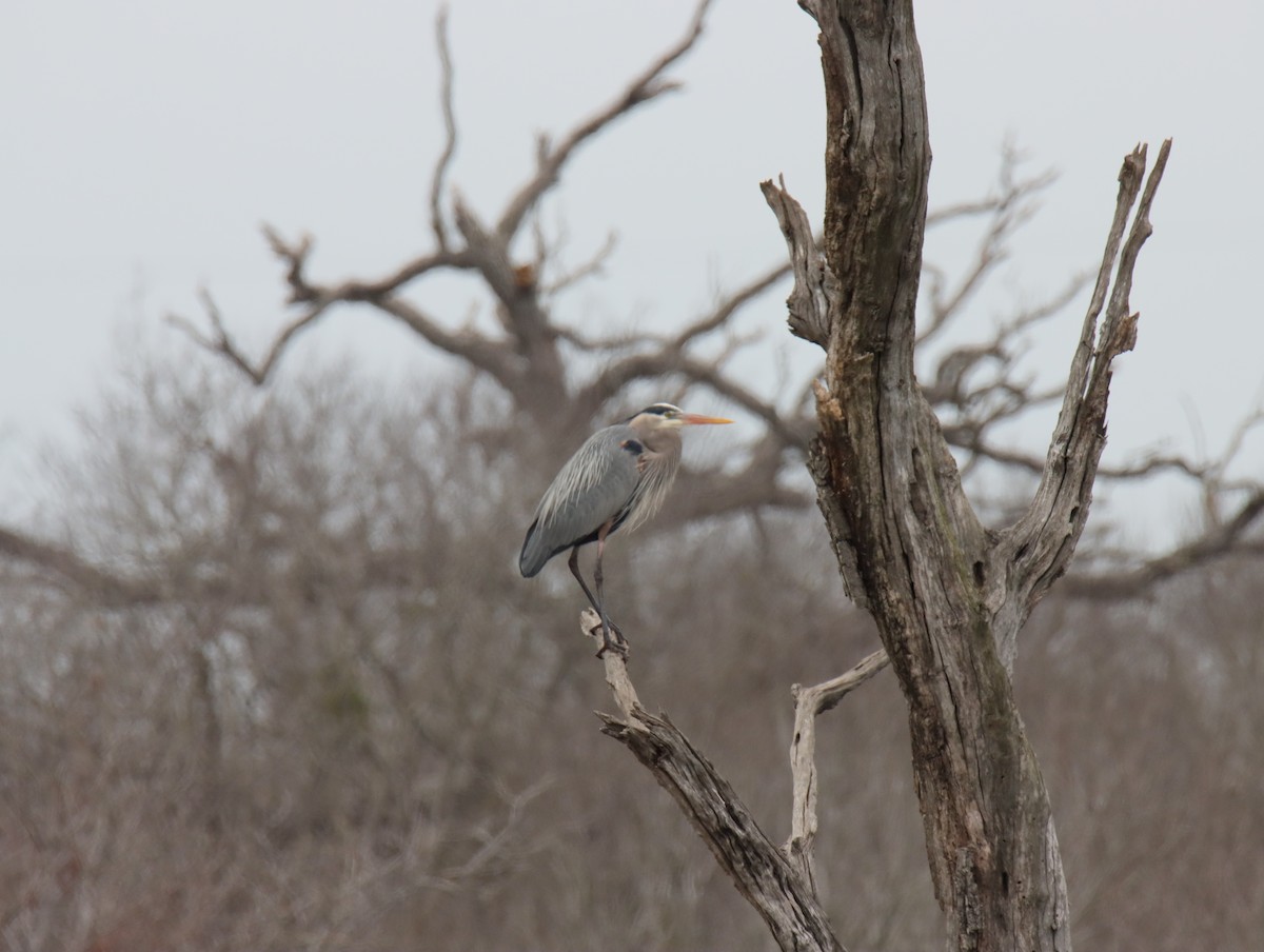 Great Blue Heron - ML645781367
