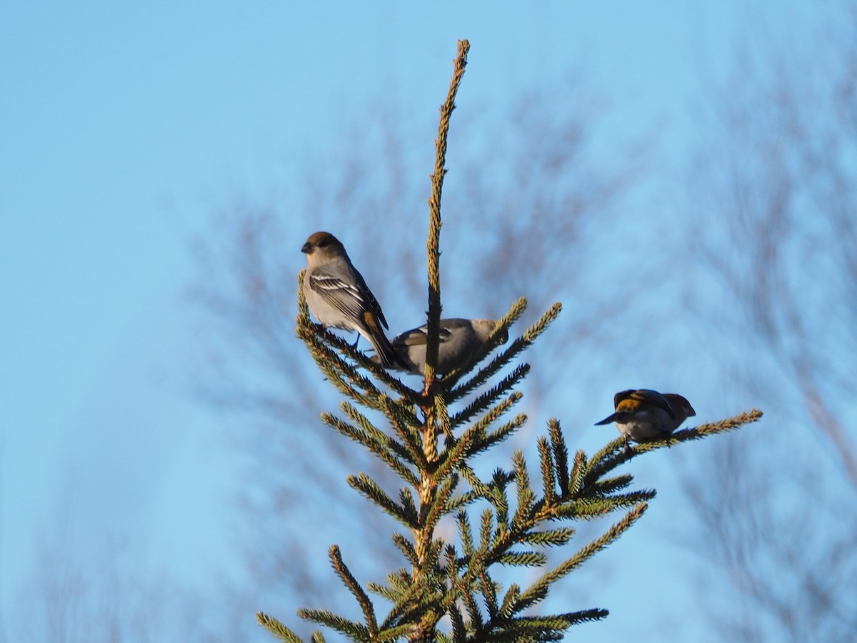 Pinu-gailupa - ML645781368