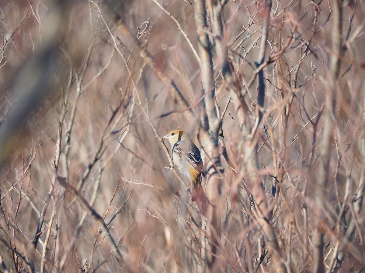 Pinu-gailupa - ML645781369