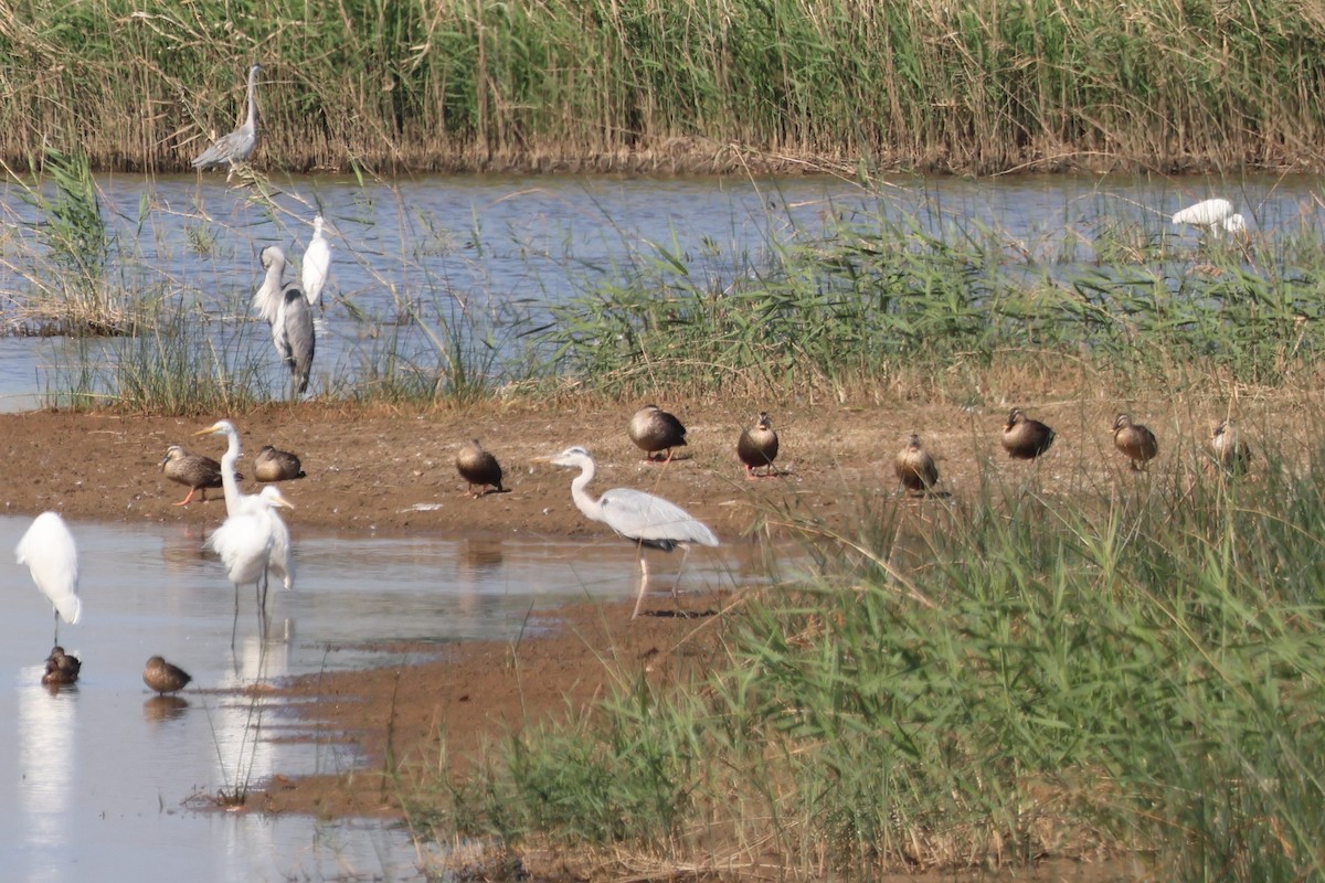 花嘴鴨 - ML645781370
