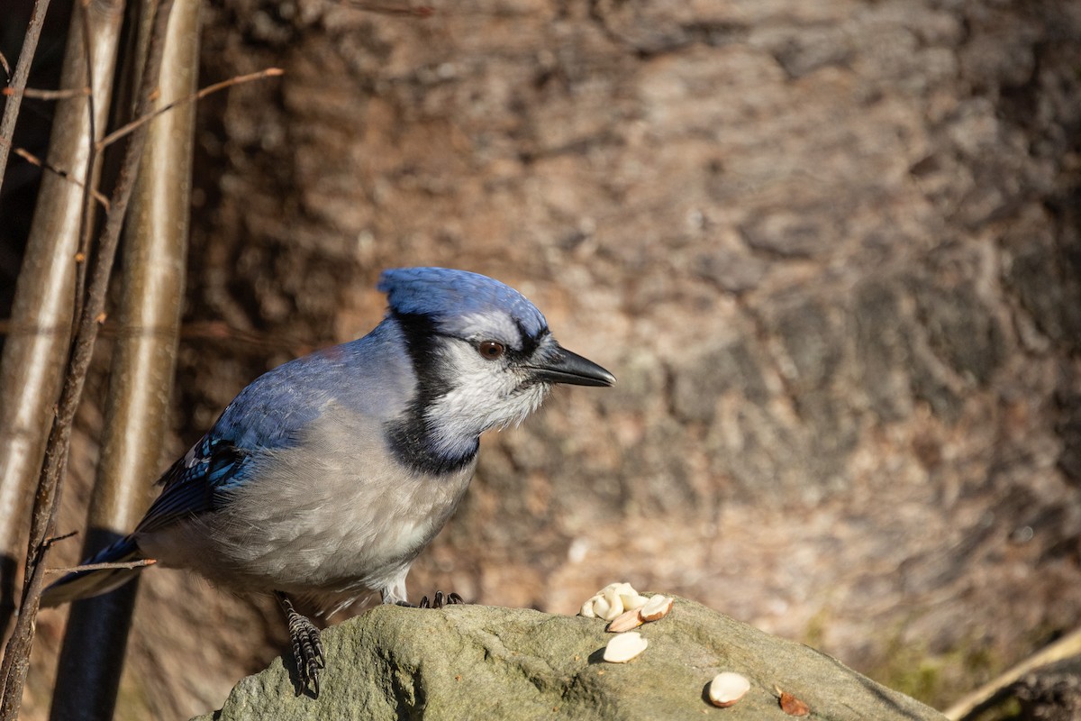 Geai bleu - ML645781371